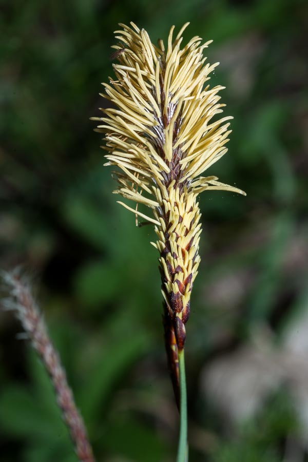 Carex flacca / Carice glauca